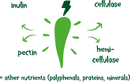 schema-1-opt prebiotica witlofwortel werking