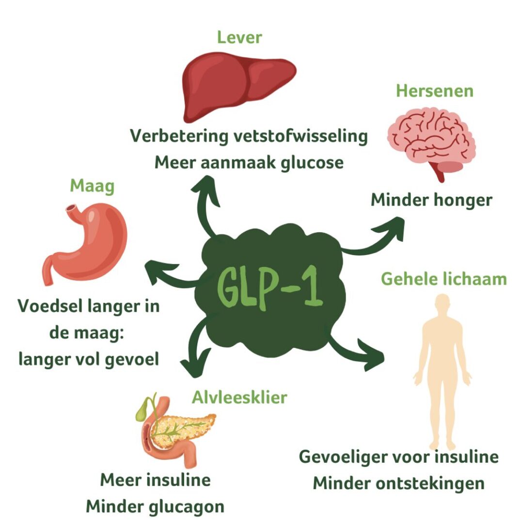 glp 1 and the brain Dual-action obesity drug rewires brain circuits for appetite