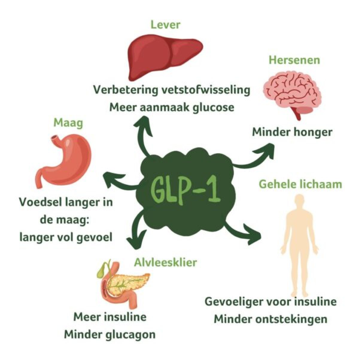 Meer GLP-1 aanmaken zonder medicijnen? Zo doen je darmen het zelf